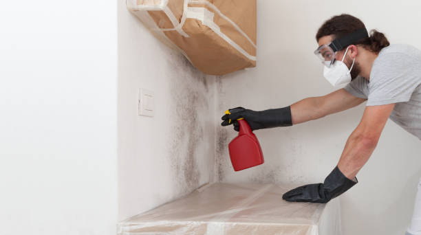 Professional Basement Mold Removal technician working in Elko New Market, MN